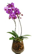 Orquídea Valência