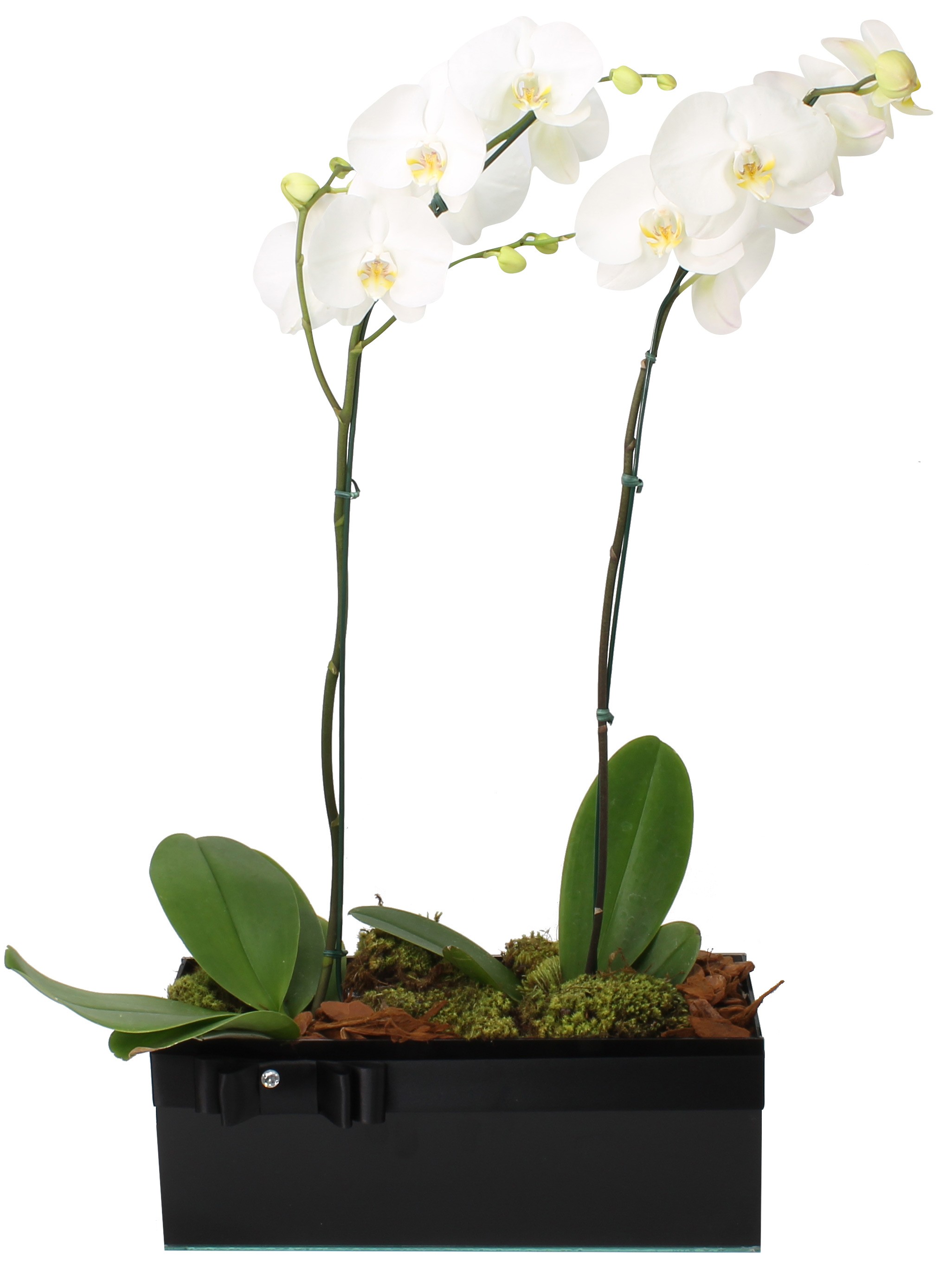 Foto do produto Orquídea Duo Premium