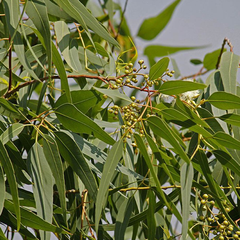 Chá de Eucalipto - Eucalyptus Citriodora - 100g
