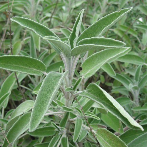 Chá de Sálvia - Salvia officinalis - L. - 100g
