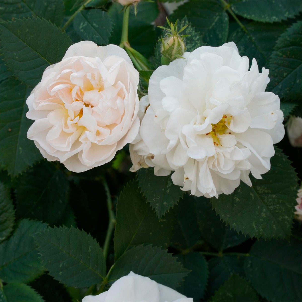 Chá de Rosa Branca - Rosa centifolia L. - 50g